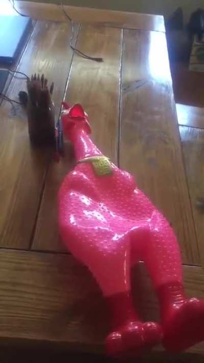 The chicken goes... AAAAAAAAAAAAAA
