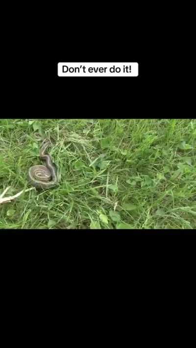 Depressed snake