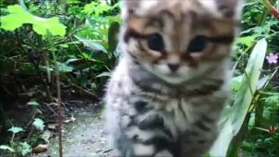 Wild Cat