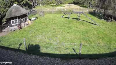 [Animal Freakout] Hawk attacks Chicken, but Goat and Rooster comes to the rescue.