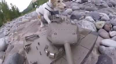 M41 Walker Bull-Dog
