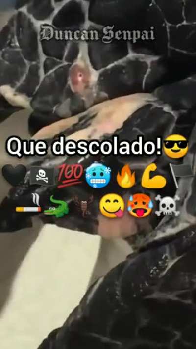 Cingarro e seus benefícios