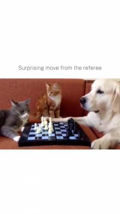 Orange cat fianchetto