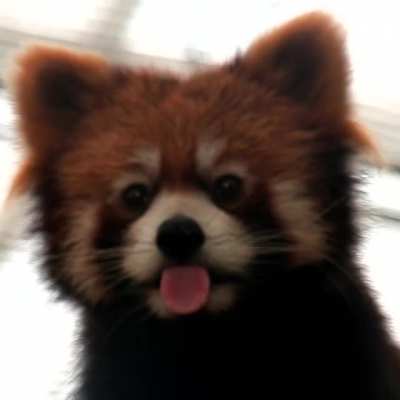 Red Panda blep blep