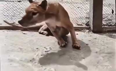 The National Film and Sound Archive remastered the last known video of a living thylacine (Tasmanian Tiger)
