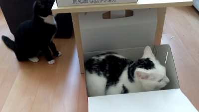 Scaredy taps