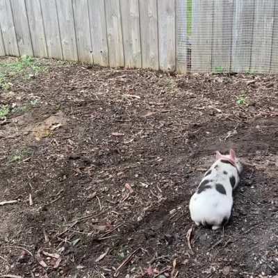 Playing in the dirt