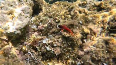 tripterygion tripteronotum - island cres - croatia