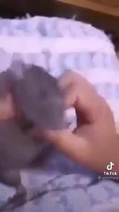 I love rats