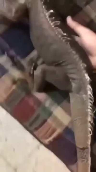 Iguana