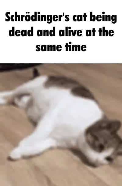 Schrodinger's wunk