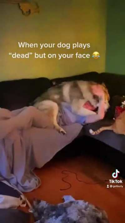 Goofy floofer 🤣🐾🤣