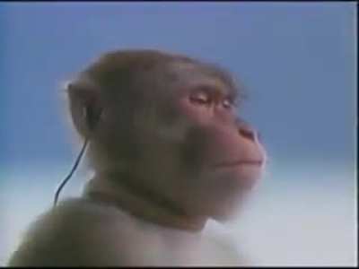 Monke listening to guts theme