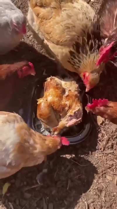 Vegetarianos por eleccion, por necesidad, o por moda🏳️‍🌈 ?