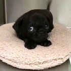 When you're shy, but you also have a crush on someone.