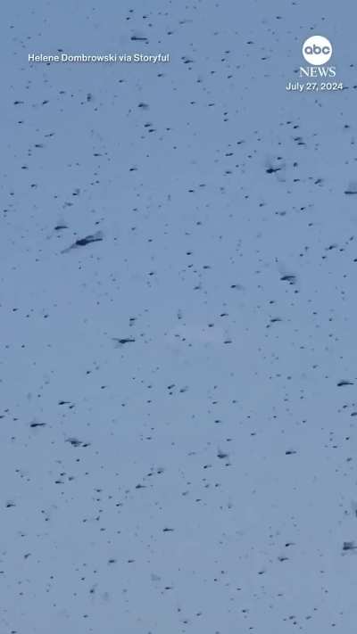 Massive swarm of dragonflies invades beach in Rhode Island