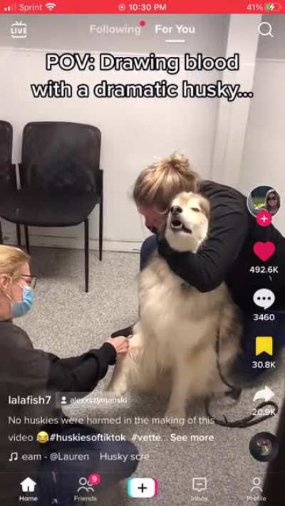 Huskies always bring the ✨drama✨