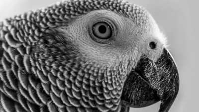 Giga based parrot