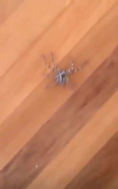 Don’t mess with spiders