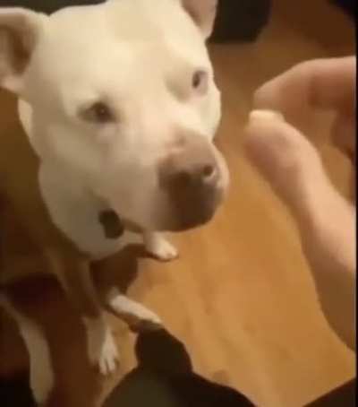 Dogs aren’t supposed to eat jelly beans