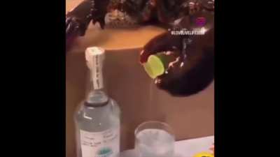 Name this bartender