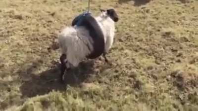 Sheep gets stuck in tire swing