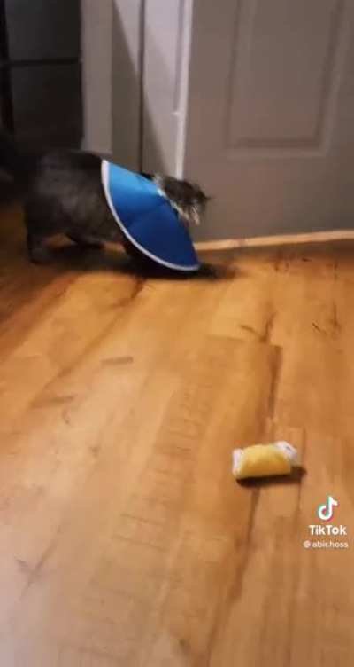 Where’s my toy?