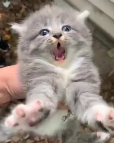 🐱