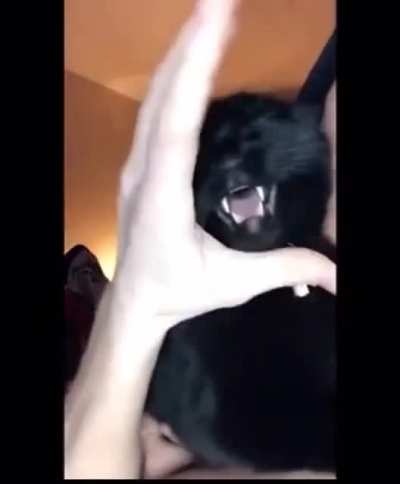 dubstep cat