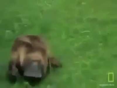opinions on funky platypus?