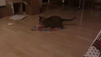 Being cat..