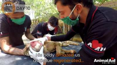 People rescuing a dog whose skull is destroyed and infected by maggots.