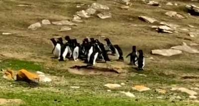 🔥 Penguins exchanging information