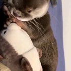 Sleepy otter