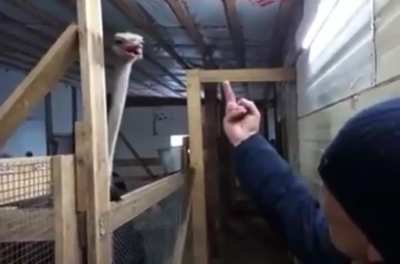 I thought he was going to bite him turns out he was just offended