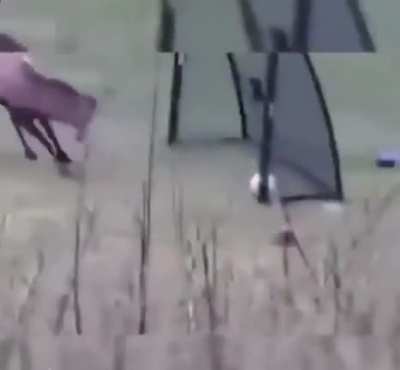 Deer celebrates a goal