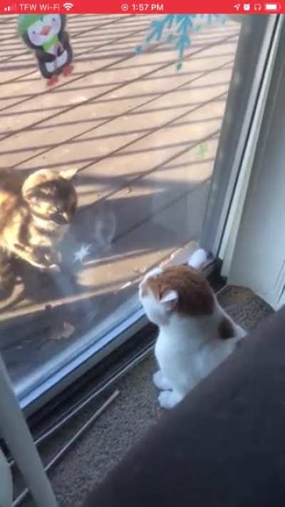 Kitty!