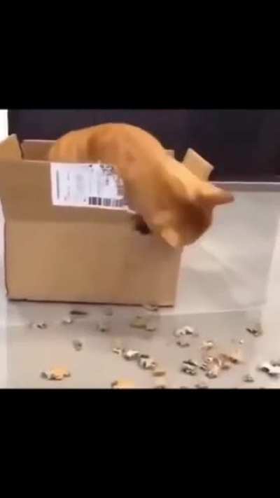 😾