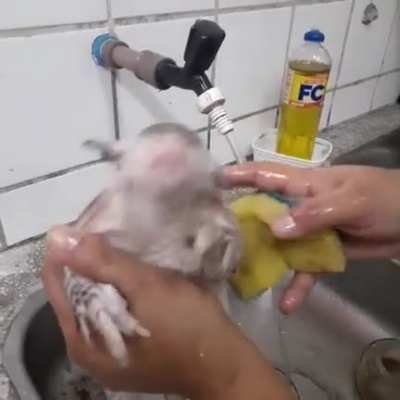 Pebinha