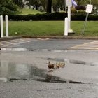 A little ducking wind