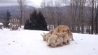 Puppies playing with their momma