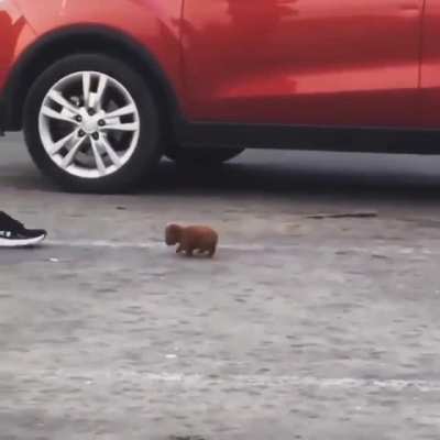 Those tiny paws.......