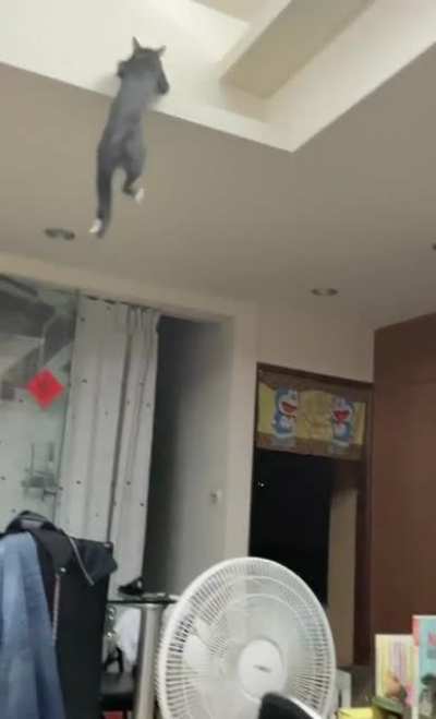 跳高喵.