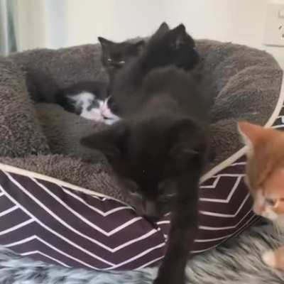 Bed of Criminals