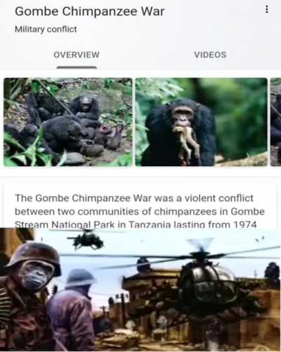 Fortunate Chimp