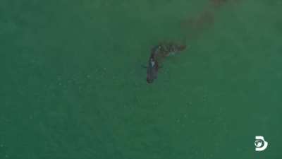 A young Fur Seal makes a fatal mistake