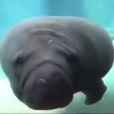 XD