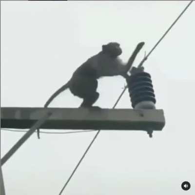 Funny Monkey