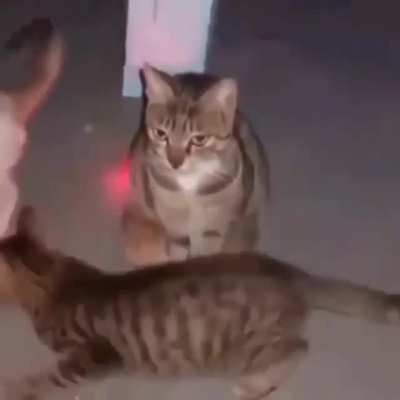 eəæaə