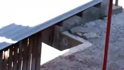 Crow makes cats fight, then watches